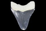 Serrated, Bone Valley Megalodon Tooth - Florida #99876-1